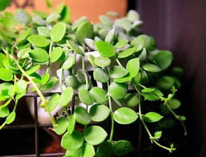 室内耐阴爬藤植物有哪些