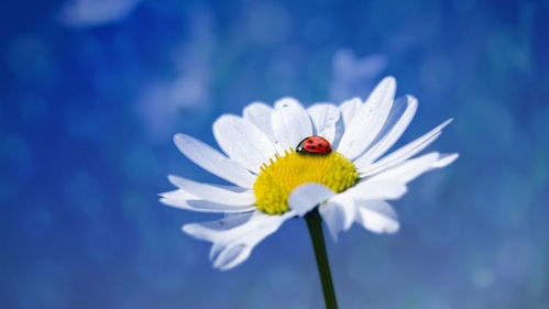 玛格丽特花吉利吗