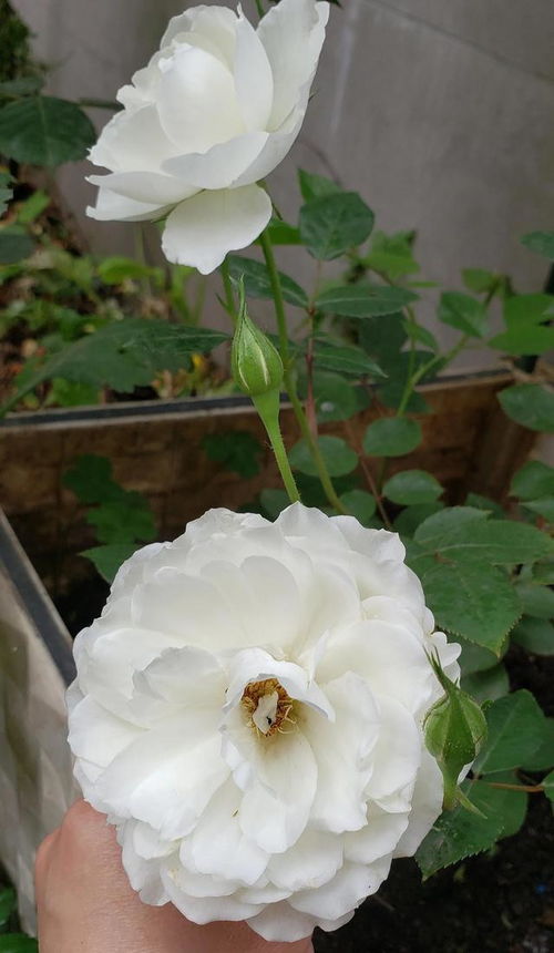 藤冰山月季想扔了