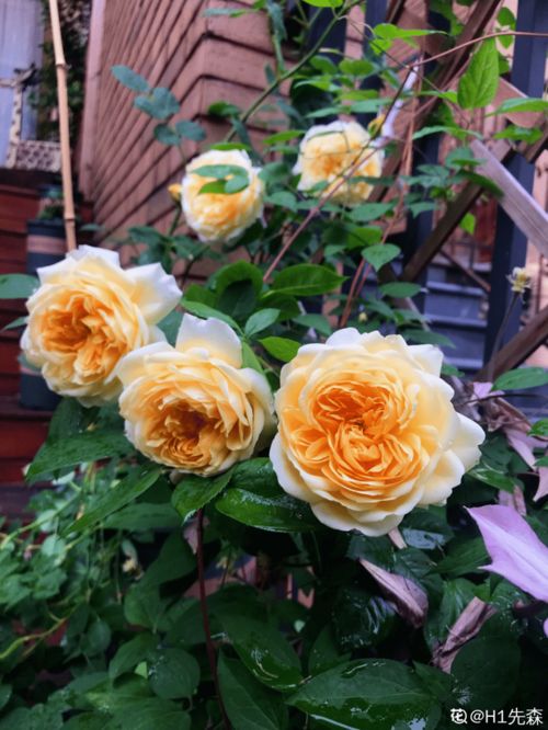 黄金庆典欢笑格鲁吉亚月季