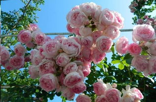 养成灌木的黄金庆典