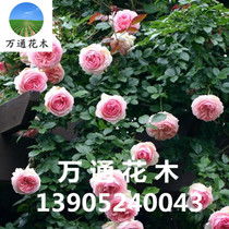 大型藤本月季6米以上的品种