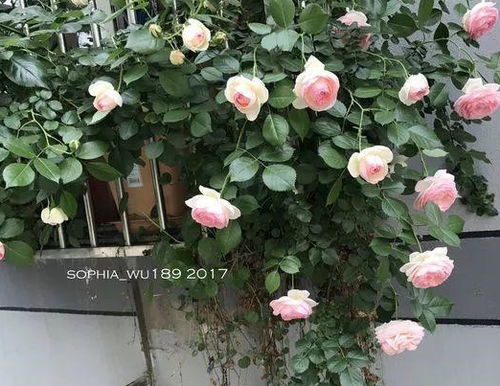 罗衣和粉龙哪个好