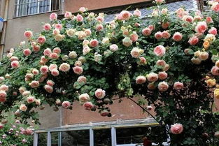 阳台藤本月季首选品种