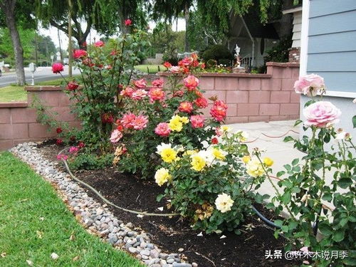 如何让月季花开花爆盆