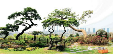 庭院十大吉祥之树