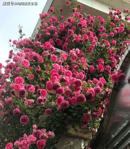 月季爬藤好还是灌木好