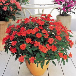 阳台养十种花最好旺财