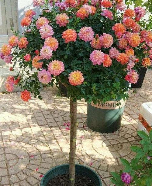 为什么棒棒糖月季老是养不活