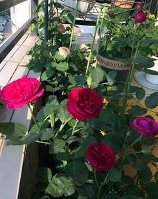 秋日胭脂 月季 开花不断,花大香浓