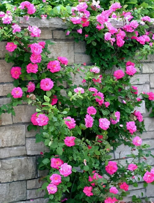 适合广东种植的爬藤月季