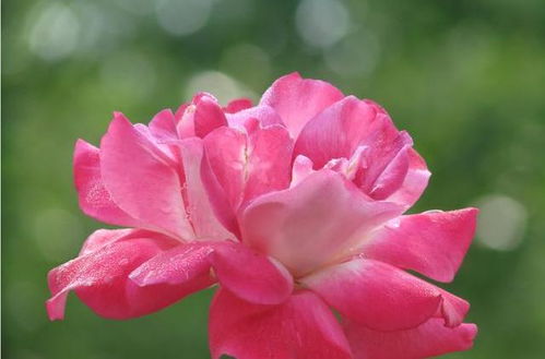 微型月季和灌木月季的区别