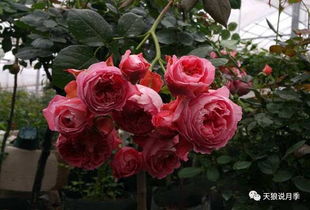 天狼月季大骗子