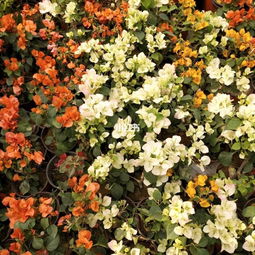 四季开花蔷薇品种