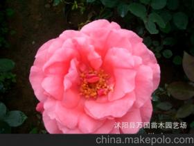 室内盆栽月季品种