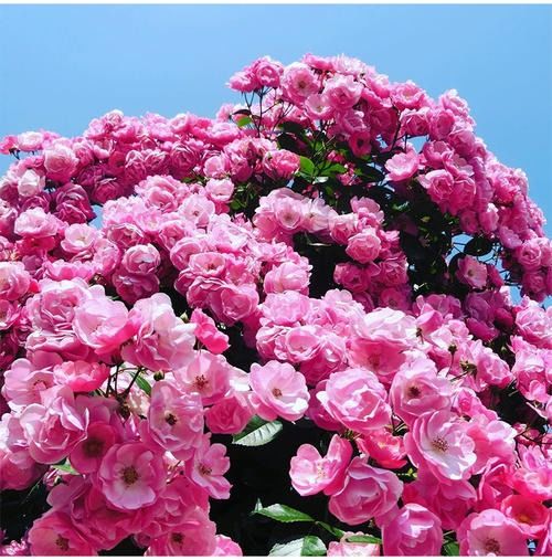 藤本月季安吉拉花期