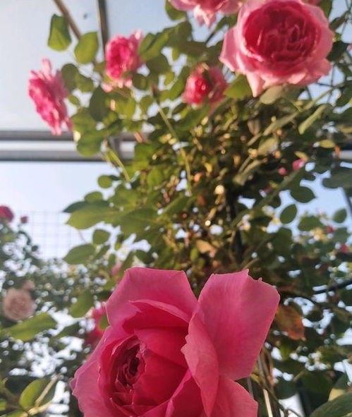 藤本月季抗病性强的品种