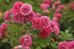 月季胭脂扣一定要爬藤吗