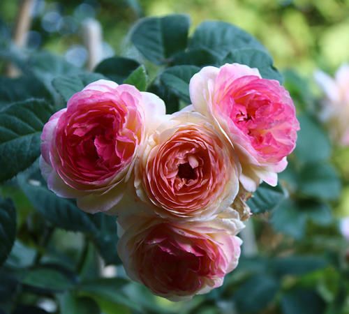 詹森月季是一季花吗