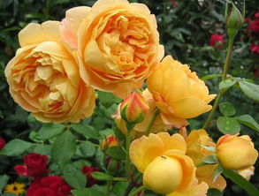 抗病性强勤花的月季经典品种