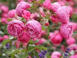 艾拉绒球月季可以长多高