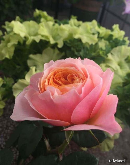 温柔珊瑚心月季值得入手吗