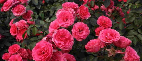 花朵最大的月季品种