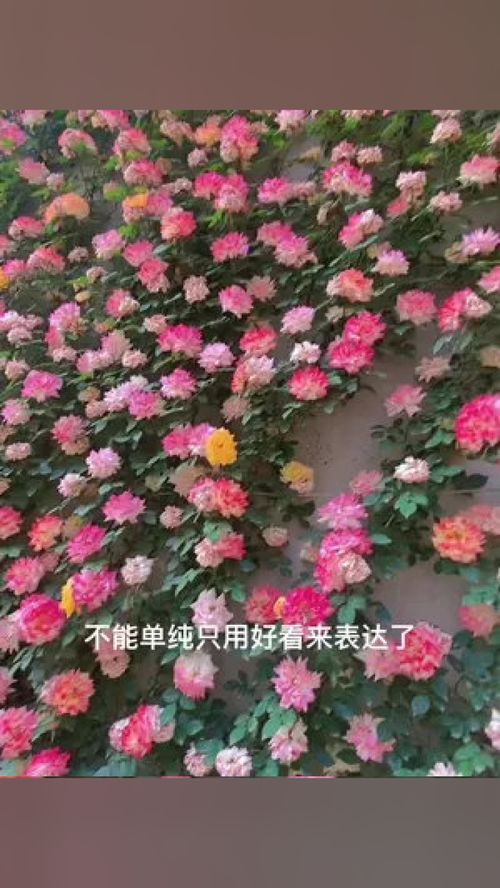 四季开花的爬藤月季有哪些