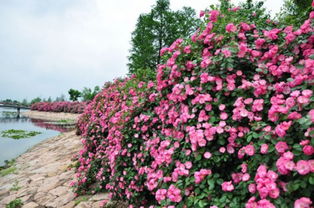 月季安吉拉的优缺点