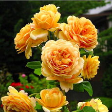 首饰盒月季是藤本还是灌木