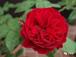 红色达芬奇月季淘汰