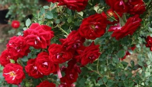 最好养的爬藤月季排名