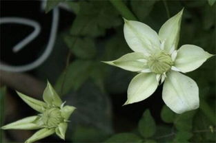 必买铁线莲十大品种