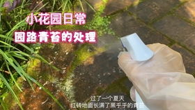 艾拉绒球的养殖方法