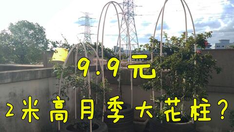 罗衣月季花的优缺点