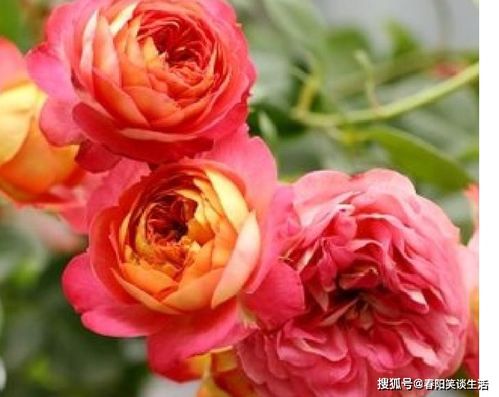 紫精灵月季优缺点