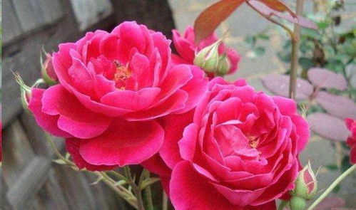 十大最美月季排名