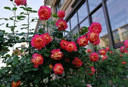 复花性最好的藤本月季