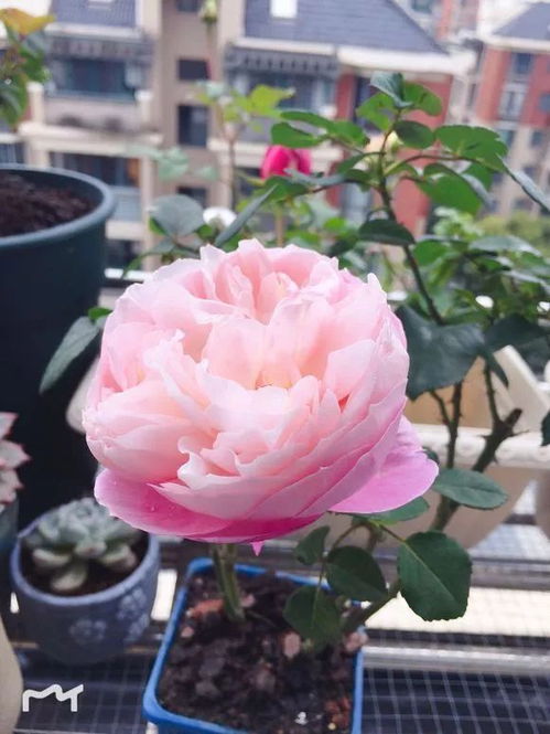 羽毛月季刺多吗