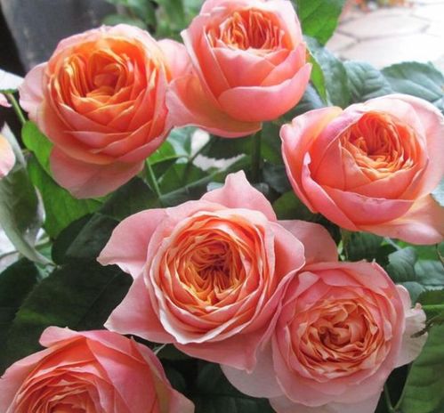 温柔珊瑚心月季淘汰