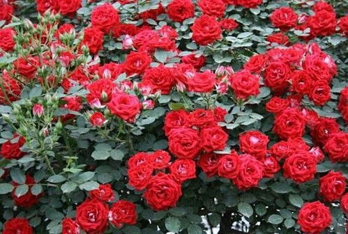 小女孩月季优缺点