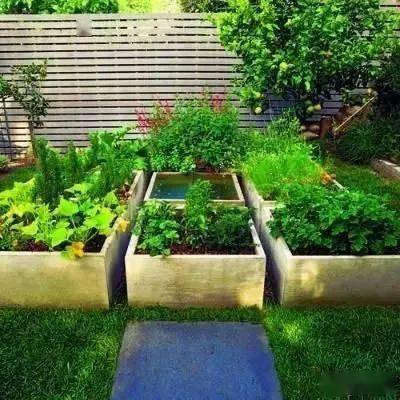 农村小院适合种什么花草