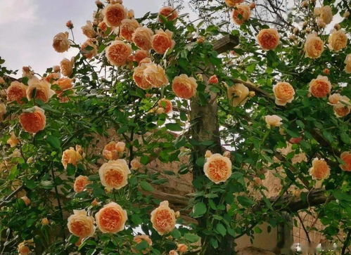 粉色达芬奇什么时候开花