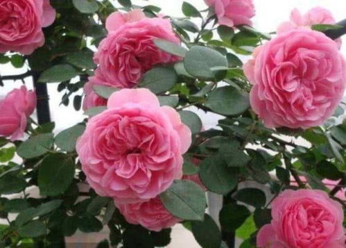 粉色达芬奇月季能长多高