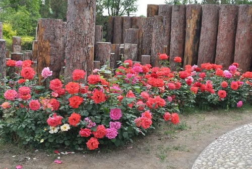 藤宝贝月季是大型藤本吗