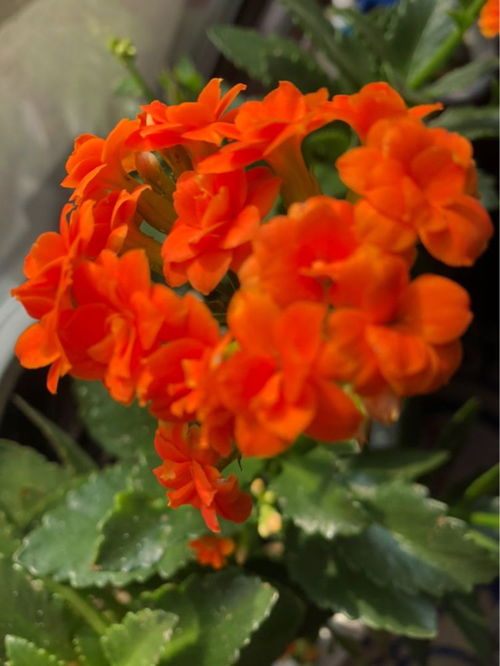 适合懒人养的花有哪些