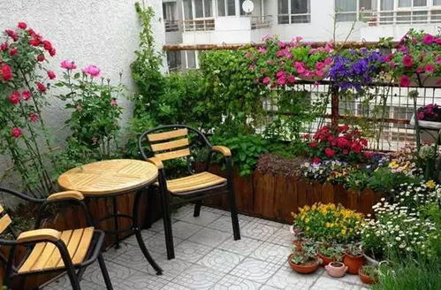家庭阳台上宜栽哪些花草