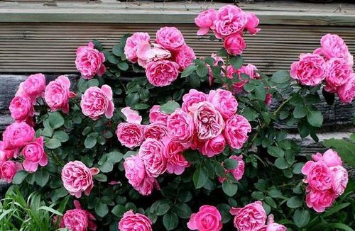 粉色达芬奇和粉龙哪个好