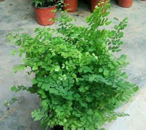 不怕强光暴晒的绿植