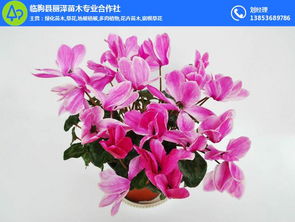 爬藤月季 爬藤月季苗圃 丽泽苗木 优质商家